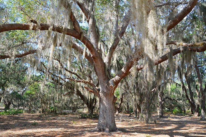 Spanish Moss